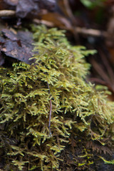 Fototapeta na wymiar Moss in Great Smoky Mountains National Park
