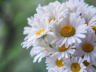 Obraz na płótnie Canvas A bouquet of white field daisies on a green blurred background. Flowers with white petals and yellow pistils close-up photographed with a soft focus. Summer composition