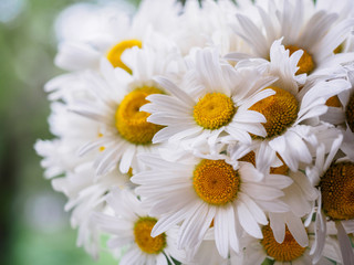 Fototapeta premium A bouquet of white field daisies on a green blurred background. Flowers with white petals and yellow pistils close-up photographed with a soft focus. Summer composition