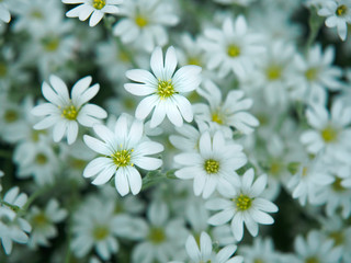 White flower in garden. Field of small white flowers shooting with soft focus. Fresh wild flowers for romantic and eco design. Blurred backdrop.