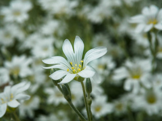White flower in garden. Field of small white flowers shooting with soft focus. Fresh wild flowers for romantic and eco design. Blurred backdrop.
