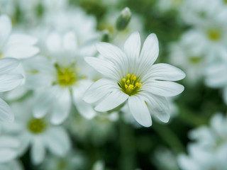 Fototapeta premium White flower in garden. Field of small white flowers shooting with soft focus. Fresh wild flowers for romantic and eco design. Blurred backdrop.