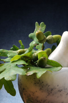 Quercus אלון Eik Quercia T&ouml;lgy オーク Dąb Erboristeria Oak Herbalism Eichen herbal medicine Phytotherapy צמחי מרפא Pflanzenheilkunde 草藥醫學 本草学