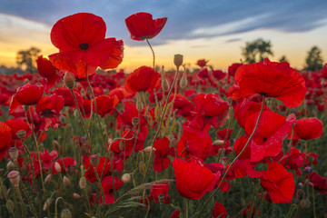 Sunset over a poppy meadow