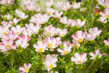 Common Purslane, Verdolaga, Pigweed, Little Hogweed or Pusley flower