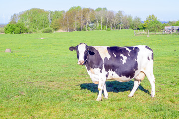 Young cow, heifer in a pasture