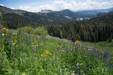 Wildflowers in the Sierra Nevada Mountains