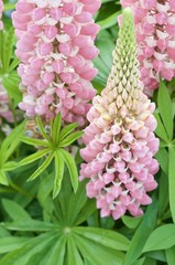 Lupinus