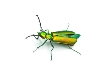 Macro of green beetle