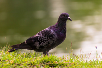 Pigeons