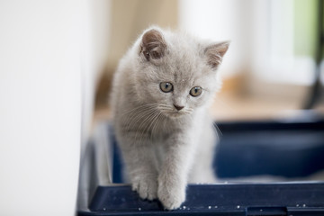 grey british shorthair kitten