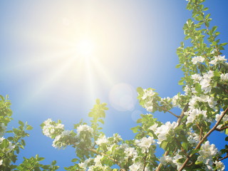 Flowering apple tree branches under shining sun in clear sky, copy space