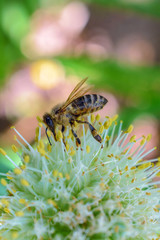 The bee pollinates the flower