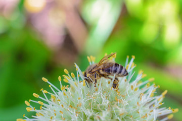 The bee pollinates the flower