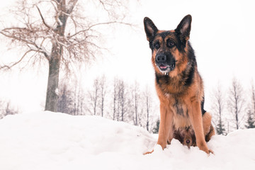 Dog german shepherd in a winter