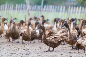 Ducks in farm, traditional farming in Thailand