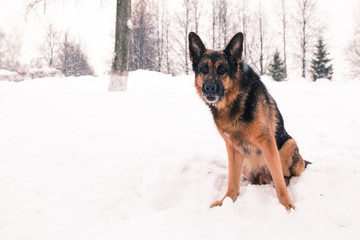 Dog german shepherd in a winter