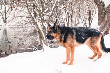 Dog german shepherd in a winter