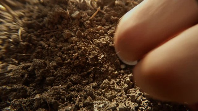 in Ground Hand Dig Out Treasure Old Soviet Silver Coins of Early Ussr Close up