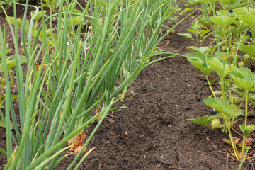 Zwiebeln Beet Reihe Garten Zwiebellauch Lauch Garten Feld 