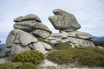 Alpine padded brushwood (Cytisus oromediterraneus and Juniperus communis) in Siete Picos (Seven Peaks) range, Guadarrama Mountains National Park, Spain