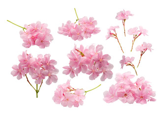 Fototapeta na wymiar collection of pink flowers isolated on white background with clipping path