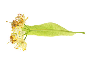 Flower of the linden isolated on a white background