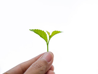 Growing a plant. Hands holding and nurturing tree growing on fertile soil / nurturing baby plant / protect nature / Agriculture isolate on white background