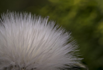 Little white eriophorum cotton flower