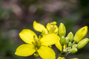 Tiny yellow primrose flower in the wild