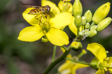 Tiny episyrphus balteatus insect on a primrose flower