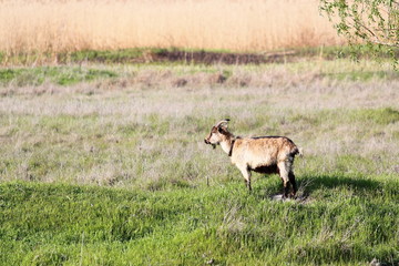 Fototapeta premium Goat grazing in meadow near dry reeds bulrush