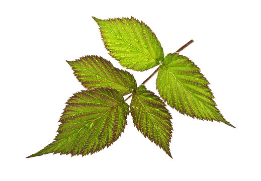 Leaves of raspberry on a white background