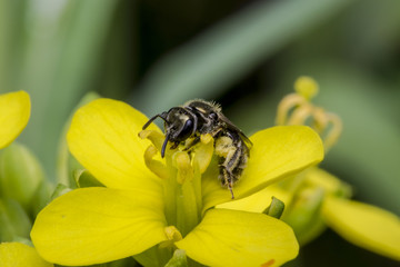 Fototapeta premium Tiny black wasp on a primrose flower