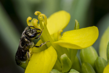 Tiny black wasp on a primrose flower