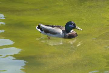 A Duck Floating in a Pond in the Netherlands