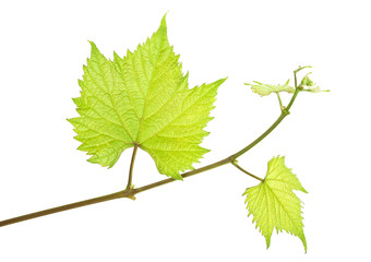 Grape leaves on branch with tendrils isolated on a white background