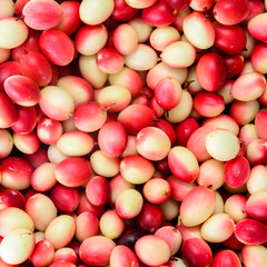 Red Karonda Fruits background