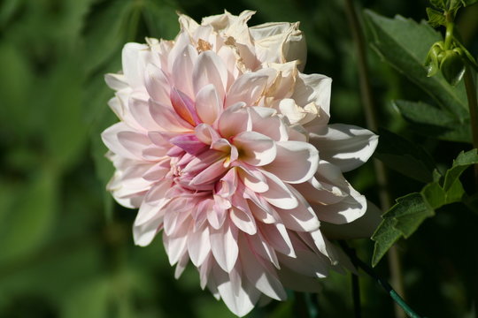 Dalia