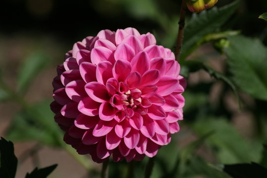 Dal&ntilde;ia Rosa