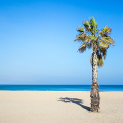 summer and travel concept - palm tree on sandy beach