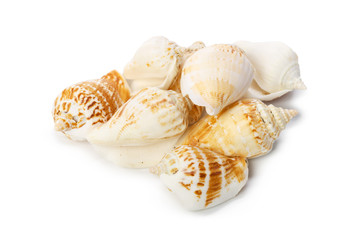 Seashell isolated on white background