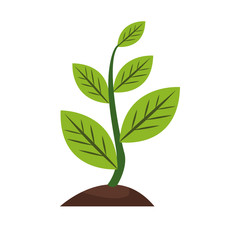 plant sapling growing natural botanical image vector illustration