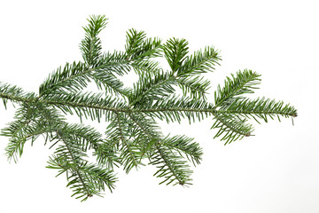 Tannenzweig auf weissem Hintergrund