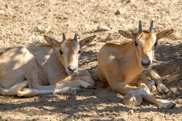 oryx algazelle
