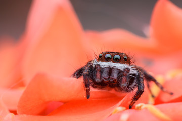 Super macro Jumping spider or Carrhotus viduus on flower