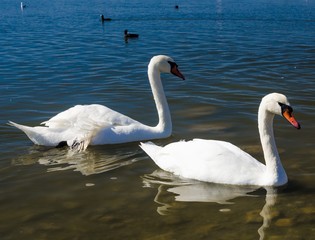 Fototapeta premium Two white swans