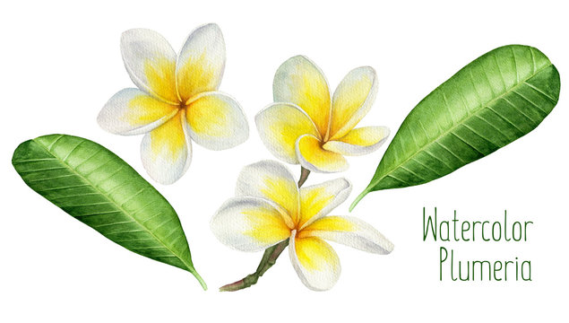 Watercolor illustration of flowers and leaves frangipani