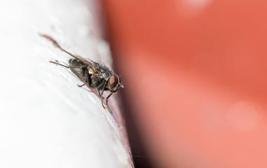 A hairy fly on a white railing