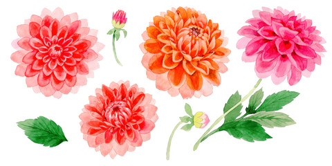 Wildflower dahlia flower in a watercolor style isolated. - obrazy, fototapety, plakaty